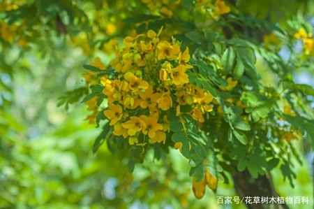 无论从药用还是观赏,这种植物都是值得大家了解 第7张 无论从药用还是观赏,这种植物都是值得大家了解 第7张